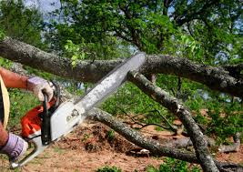 Best Tree Preservation Services  in Dunlap, IL