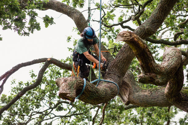 Best Tree Disease Treatment  in Dunlap, IL