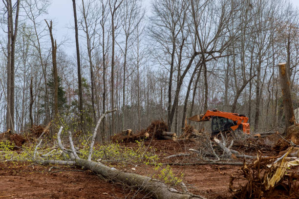 Best Stump Grinding and Removal  in Dunlap, IL