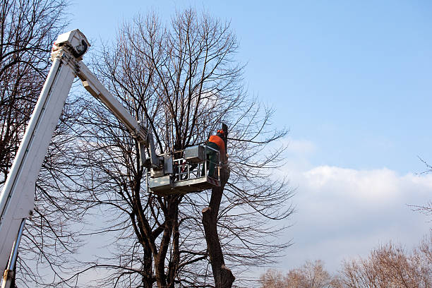 Best Tree Health Inspection  in Dunlap, IL