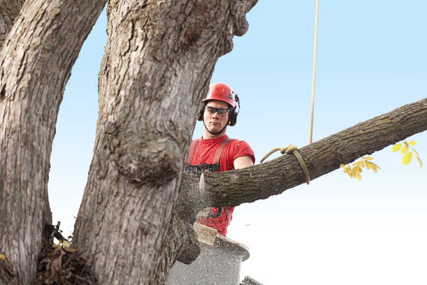 How Our Tree Care Process Works  in  Dunlap, IL